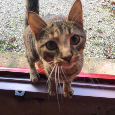 2020 12 03 Nieuwe Ramen 850Px 4902