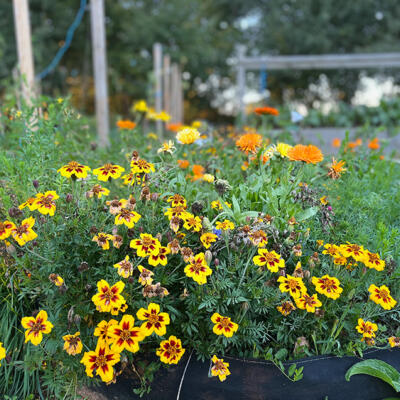 2023 Lgt Moestuin 1662 850P