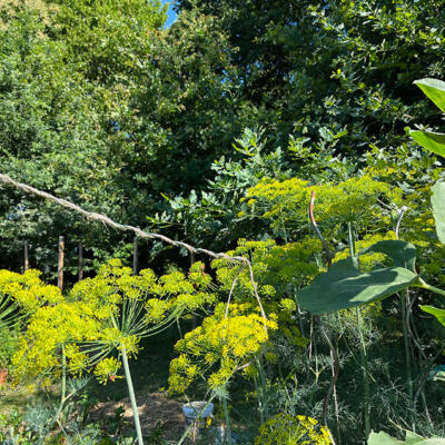 2023 Lgt Moestuin 3 8551 850P