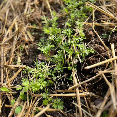 2024 Lgt Moestuin 9859 850Px