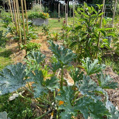 2024 Lgt Moestuin 9088 850Px