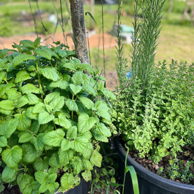 2024 Lgt Moestuin 7665 850Px