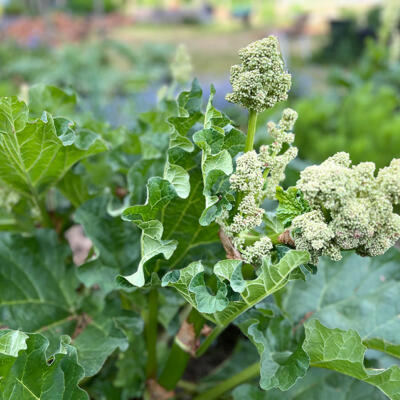 2024 Lgt Moestuin 7416 850Px