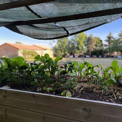 2022 09 01 Lgt Moestuin Bakken 8494 850P