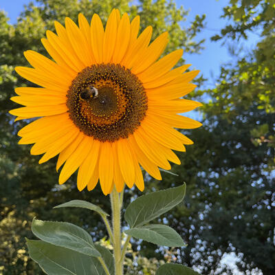 2022 Lgt Moestuin 8755 850P