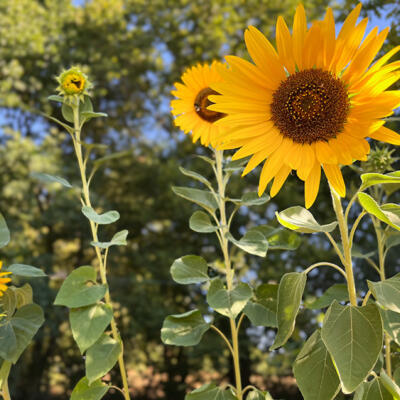 2022 Lgt Moestuin 8739 850P