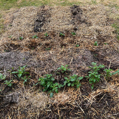 2022 Lgt Moestuin 2 6843 850P