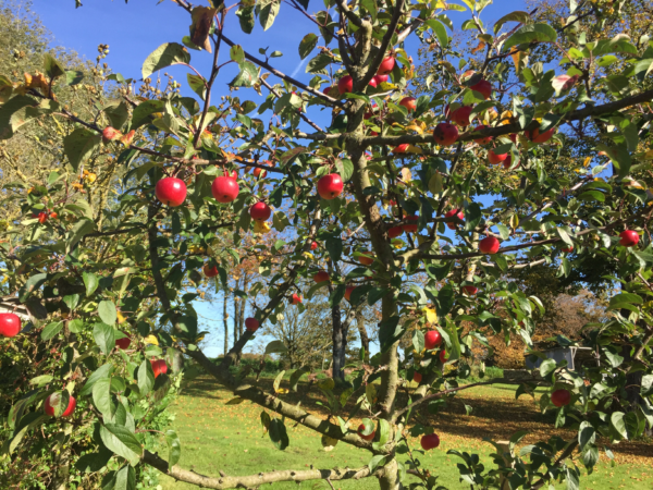 Oma's boompje in 2015 - 8521