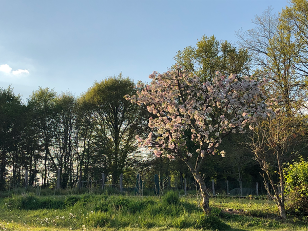 2021 04 19 omas boompje 7950 850px