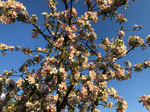 2021 04 19 omas boompje 7952 850px