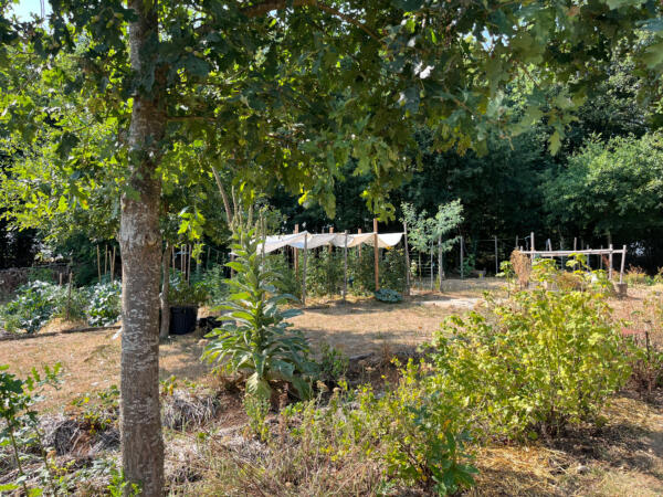 2026 07 29 LGT moestuin 7818 850px