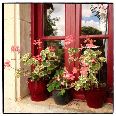 140720  La Talle Raammetgeraniums 850px 2014 07 20 16 17 27  La Talle Raam Geraniums