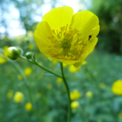 1805 Femke Wartna Wandeling 1080591