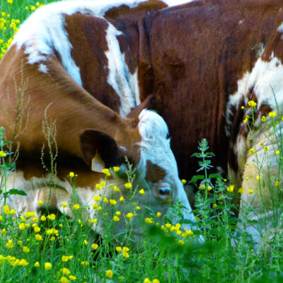 1805 Femke Wartna Wandeling 1080598