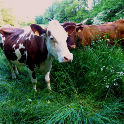 1805 Femke Wartna Wandeling 1080606