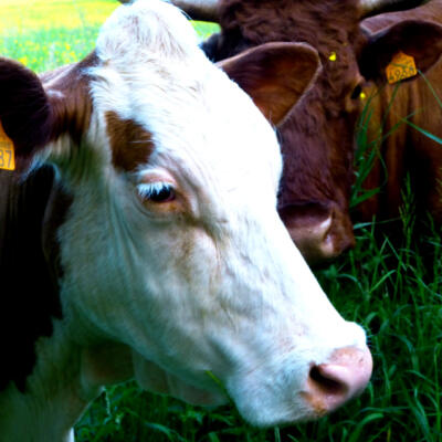 1805 Femke Wartna Wandeling 1080607