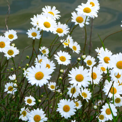 1805 Femke Wartna Wandeling 1080614