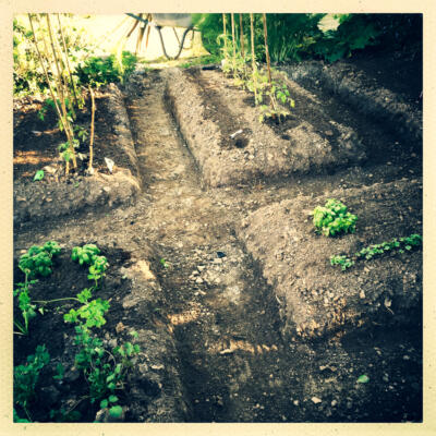 2015 05 18 Moestuin Bij Huis 850Px 5577