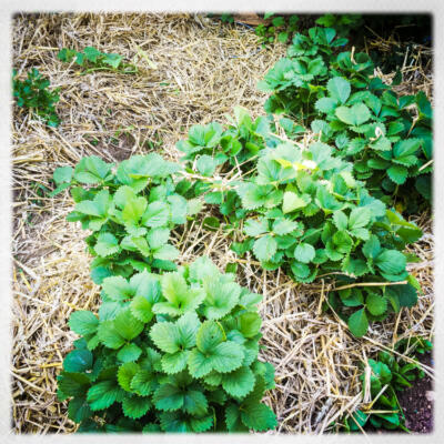 2015 06 08 Moestuin Bij Huis 850Px 6152