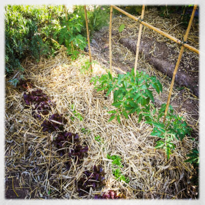 2015 06 08 Moestuin Bij Huis 850Px 6154