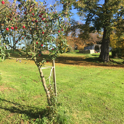 2015 10 31 omas boompje 8520 850px