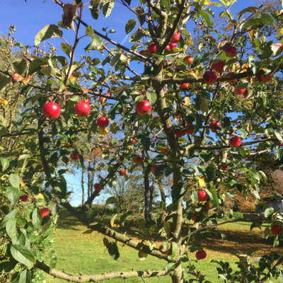 2015 10 31 omas boompje 8521 850px