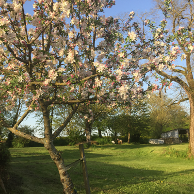 2018 04 19 omas boompje 2861 850px