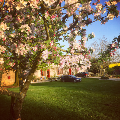 2018 04 19 omas boompje 3105 850px