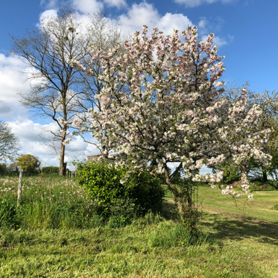 2019 04 16 omas boompje 4107 850px