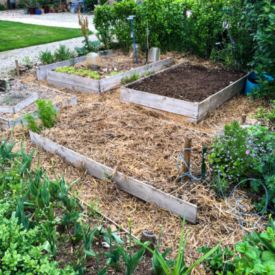 2020 04 25 Moestuin Bij Huis 850Px