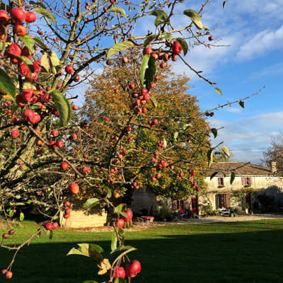 2020 11 10 omas boompje 4574 850px