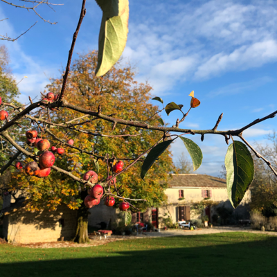 2020 11 10 omas boompje 4575 850px