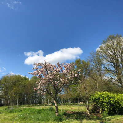 2021 04 12 omas boompje 7829 850px