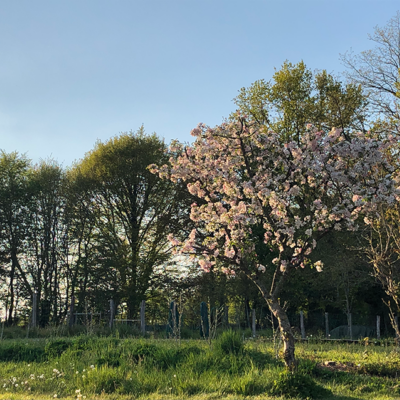 2021 04 19 omas boompje 7950 850px