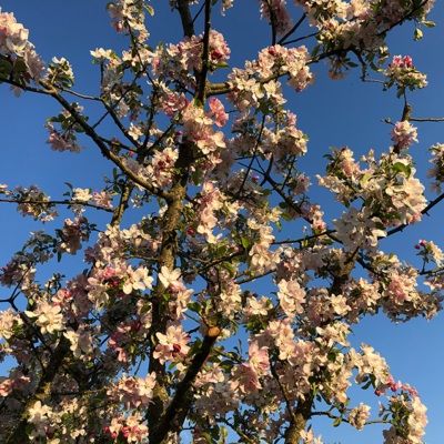 2021 04 19 omas boompje 7952 850px