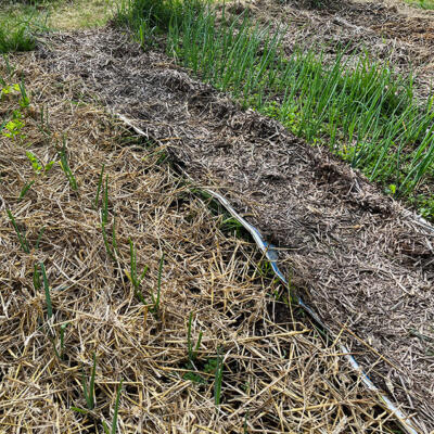 2022 Lgt Moestuin 2 6838 850P