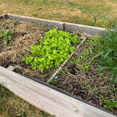 2022 Lgt Moestuin 2 6844 850P