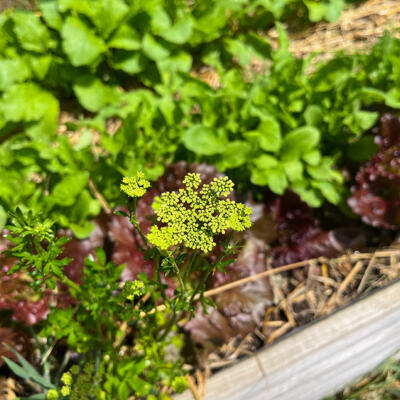 2022 Lgt Moestuin 2 7216 850P