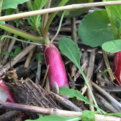 2022 Lgt Moestuin 2 850P