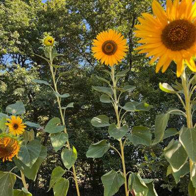 2022 Lgt Moestuin 8746 850P