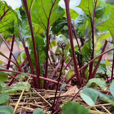 2022 Lgt Moestuin 9385 850P