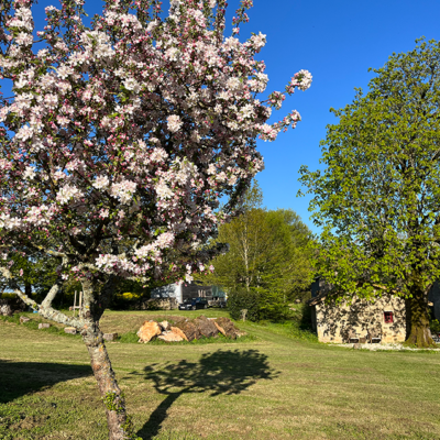 2023 04 19 omas boompje 7172 850px