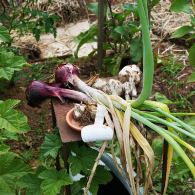 2024 08 Cobyvan Wageningen Groenten Dsc02214 850Px