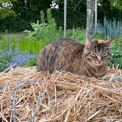 2024 Lgt Moestuin 7436 850Px