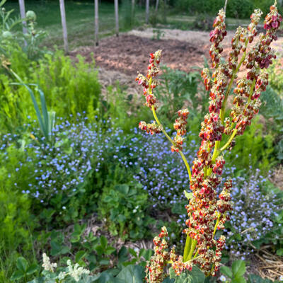 2024 Lgt Moestuin 7659 850Px