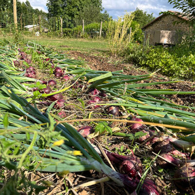 2024 Lgt Moestuin 8676 850Px