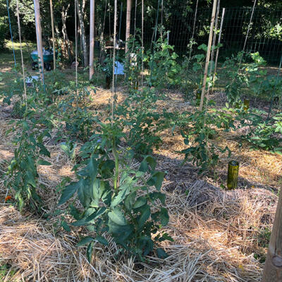 2024 Lgt Moestuin 8973 850Px