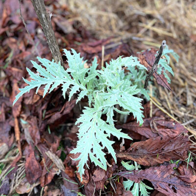 2025 Lgt Moestuin Janvier 3823 850Px