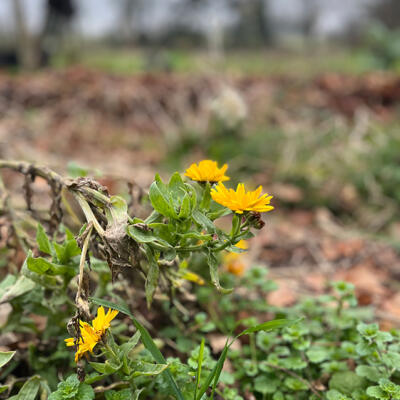 2025 Lgt Moestuin Janvier 3836850Px