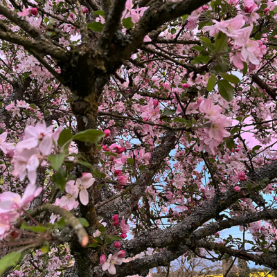 2026 04 05 omas boompje 5519 850px